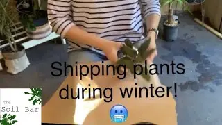 How I box plants for shipping in winter