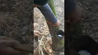 Sangria de baixo pra cima