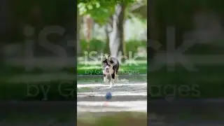 Secret Dog Listening Fixes You Didn't Know