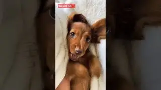 Little dog conductor - 2 😍