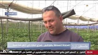 اللجوء لزراعة الفراولة المعلقة في طولكرم محاولة لإنقاذ موسم في أرض محاصرة كما يوضح محمد عبد القادر