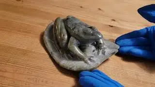 Sculpting a Soapstone Frog | 🐸 WATCH IT TAKE SHAPE!