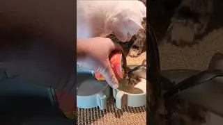 Is Tiki Cat Good Cat Food?  #cat #catfood #cutecats #mainecoon #kitten #instacat #tikicat #catlovers