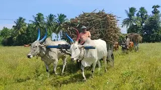 Bullock Cart heavy Mud riding \\  edlabandi Bull #cowvideos