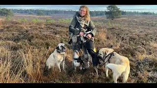&lsquo;Ze letten continu op me&rsquo;: de bijzondere band tussen herder Daphne en haar bordercollies