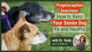 How to Keep Your Senior Dog Fit and Healthy | Proprioception Exercises
