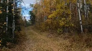 THAT'S A WOLF! Belair ATV Trails, Manitoba