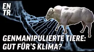 Fisch oder Fleisch aus dem Genlabor: Albtraum oder Hoffnung?