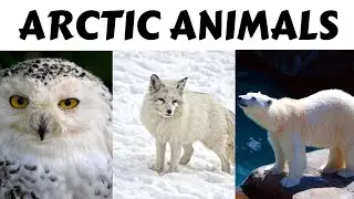 Names of ARCTIC ANIMALS | Winter Animals | Polar Animals for Kids and Toddlers | Northern Animals