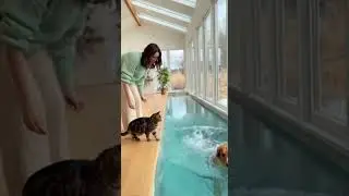 🐱🐶Dog vs Cat: who's brave enough to cross? Epic showdown at the street #pets #animals #cute