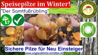 Der Samtfussr&uuml;bling - Winterspeisepilze f&uuml;r Anf&auml;nger im Winter - auf Pilze sammeln November 2022