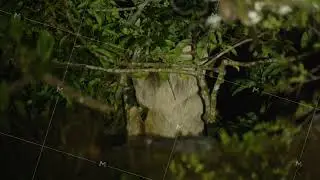 Long haired sloth feeding on green leaves in tree canopy at night. Watching animals in wildlife