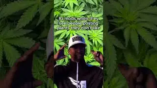 What's the most canna-friendly platform? 🫠