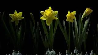 Spring - Jamie Scott & Jim Perkins