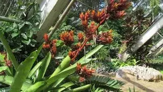 BROMELIADS:  Aechmea rubens