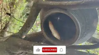 Bees Return! Natural Beehive in Clay Pot- Abandoned Boxes Story