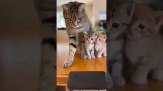 Naughty Cat knocking things over #shorts #cat  #aianimalvideo