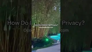 Tall Florida Privacy: Fast‑Growing Clumping Bamboo for a Non‑Invasive Living Privacy Screen