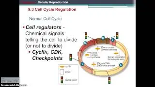 The Cell Cycle Video Lecture