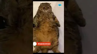 Fat Cat #short
