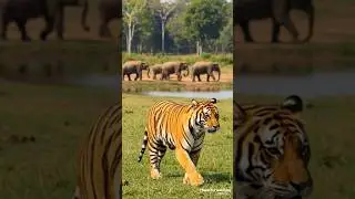 Tiger vs Elephant - Animal Fusion|wild life