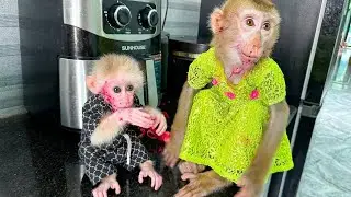 Monkey Kaka Monkey Mit's face is dirty when eating red dragon fruit, so funny