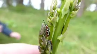 Common Asparagus Beetle, Crioceris asparagi, Berkheide, Katwijk, ZH, the Netherlands, 28 Apr 2024