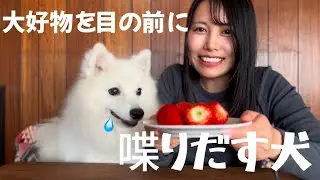 大好物を目の前にしたらお喋りが止まらなくなりました　#日本スピッツ　#日常