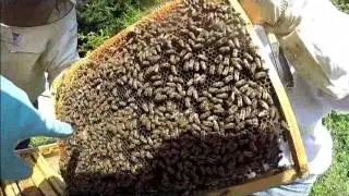 cellule royale nourice