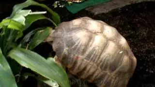 LOL! turtle sex ....... stop what's that sound?