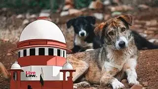 DelhiNCR stray dogs SC to deliver verdict animal activists plan judgment day gathering at Jantar Man