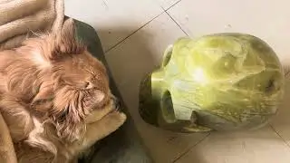 Les cr&acirc;nes de cristal 💚la communication animale 