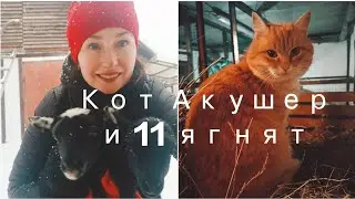 11 ягнят за три дня//кролики//нюансы овцеводства