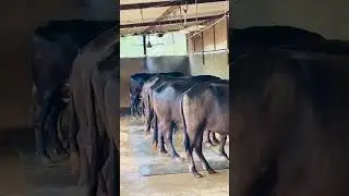 Small dairy farm house 🏆👑😍🏅