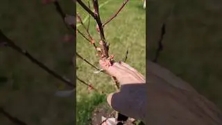 🍑 Contender Peach Blooming.  Zone 4 #zone4 #garden #gardening