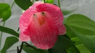 Is your garden missing vines and climbers?