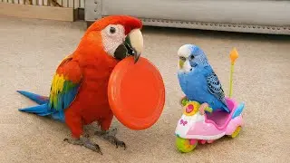 Smart And Funny Parrots Parrot Talking Videos Compilation (2026) - Cute Birds #6