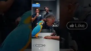 parrot vs police #funny