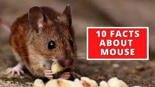 10 Interesting Facts About Mouse / Mice
