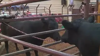 Judge denies Texas bid to dismiss lawsuit over lab-grown meat ban