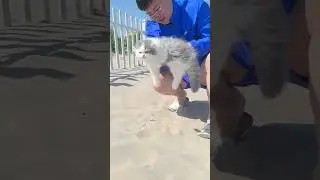Cat&rsquo;s 1st day at the beach