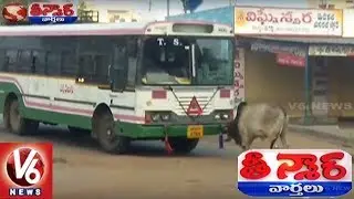 Bull Fight With Bus At Wanaparthy | Teenmaar News | V6 News