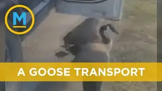 Ottawa officers provide police escort for family of geese crossing a road | Your Morning