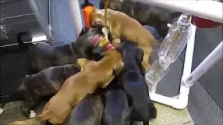 Bachbett F2 pups and snake at six weeks old