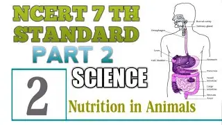 Nutrition in Animals || Part 2 || NCERT Class 7 Science Chapter 2 || CBSE || Malayalam || Alimentary