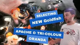 NEW Fish | Super simple budget aquarium | Hand SELECTING goldfish @StarFisheriesUK
