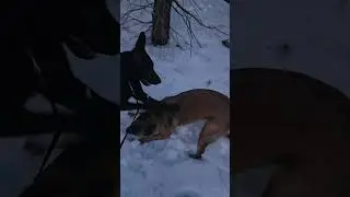 Saturday Snow Day #dog #animals #winter #snow #cold #mountains #shorts #youtube #shortvideo #peace