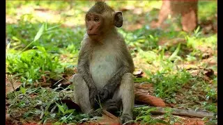 JANET With Friend Are Feeling So Hungry And Today They Eat Some Pumpkin Seed-So Sad!!