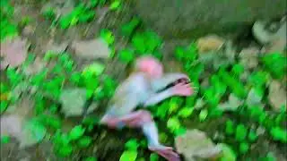 monkey funny video, bibi is very hospitable, cute baby monkey, monkey funny video