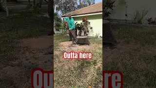 $650 on this Stump grind - HOW ???